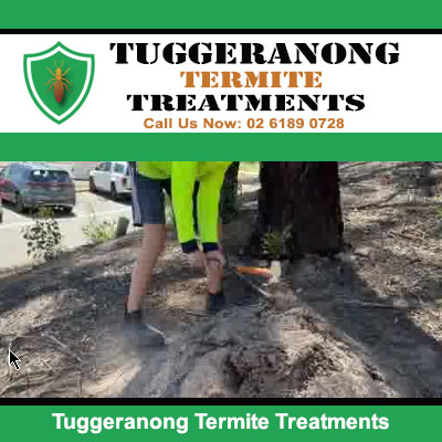 Technician performing termite treatment in Tuggeranong